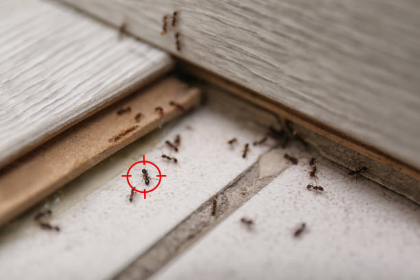 Best Affordable Pest Control Services  in Portland, TX