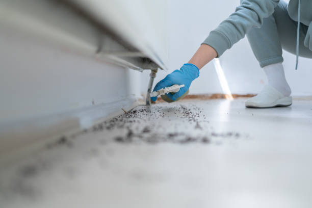 Flea Control Services in Portland, TX